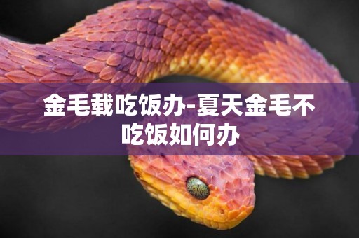 金毛載吃飯辦-夏天金毛不吃飯如何辦