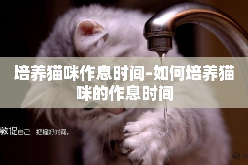 培養貓咪作息時間-如何培養貓咪的作息時間