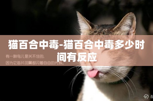 貓百合中毒-貓百合中毒多少時間有反應