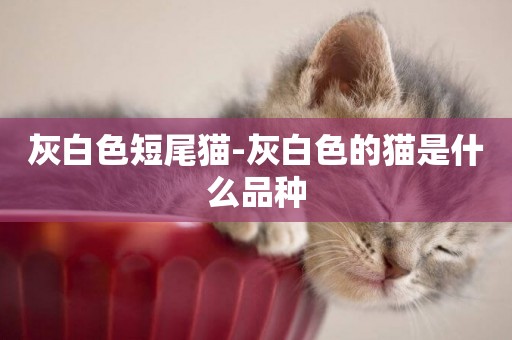 灰白色短尾貓-灰白色的貓是什么品種