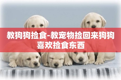 教狗狗撿食-教寵物撿回來狗狗喜歡撿食東西