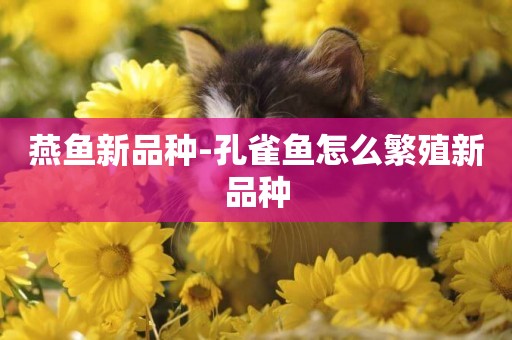 燕魚新品種-孔雀魚怎么繁殖新品種