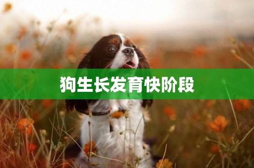 狗生長發育快階段