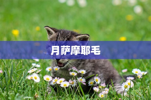 月薩摩耶毛