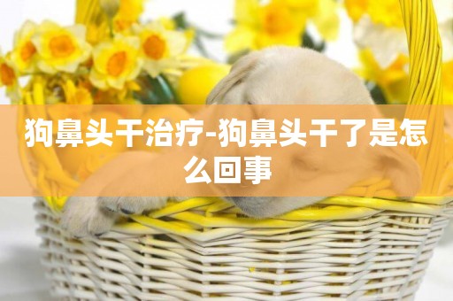 狗鼻頭干治療-狗鼻頭干了是怎么回事