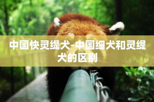 中國快靈緹犬-中國細犬和靈緹犬的區別
