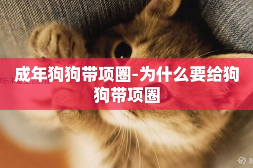 成年狗狗帶項圈-為什么要給狗狗帶項圈