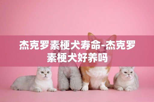 杰克羅素梗犬壽命-杰克羅素梗犬好養嗎