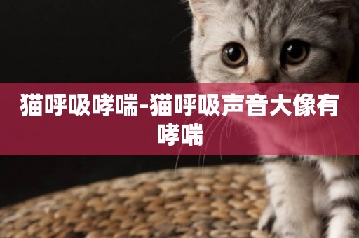 貓呼吸哮喘-貓呼吸聲音大像有哮喘