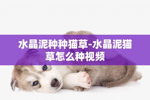 水晶泥種種貓草-水晶泥貓草怎么種視頻