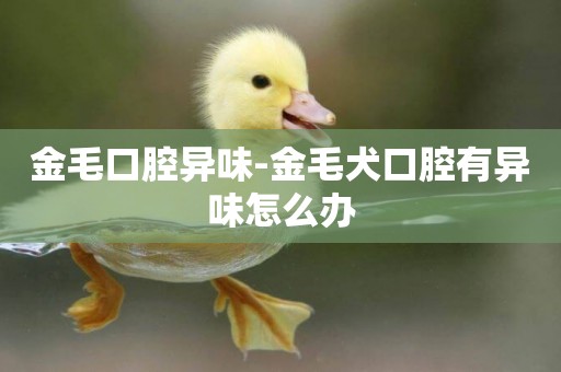 金毛口腔異味-金毛犬口腔有異味怎么辦