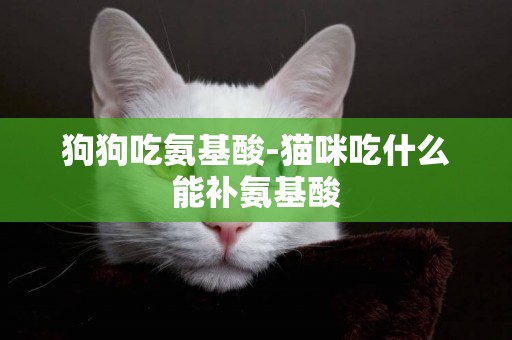 狗狗吃氨基酸-貓咪吃什么能補氨基酸
