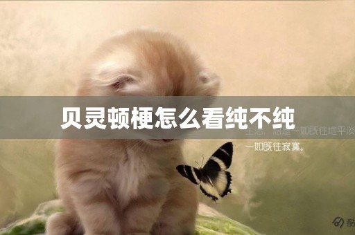 貝靈頓梗怎么看純不純