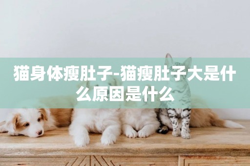 貓身體瘦肚子-貓瘦肚子大是什么原因是什么