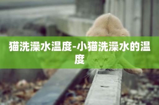 貓洗澡水溫度-小貓洗澡水的溫度