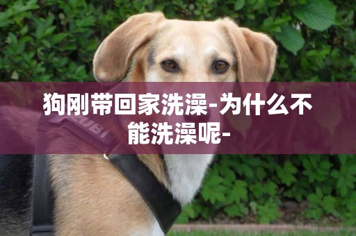 狗剛帶回家洗澡-為什么不能洗澡呢-