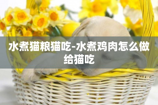 水煮貓糧貓吃-水煮雞肉怎么做給貓吃