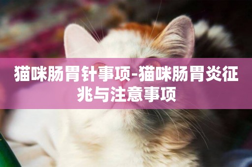 貓咪腸胃針事項-貓咪腸胃炎征兆與注意事項