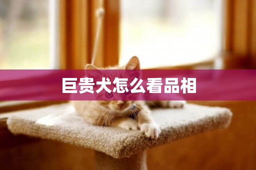 巨貴犬怎么看品相