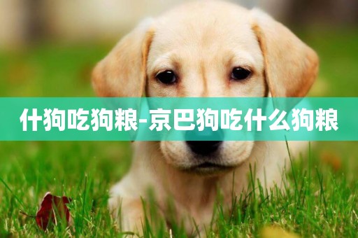 什狗吃狗糧-京巴狗吃什么狗糧