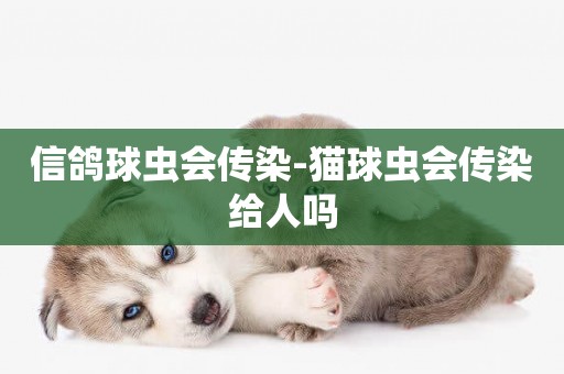 信鴿球蟲會傳染-貓球蟲會傳染給人嗎