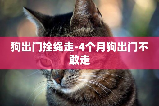 狗出門拴繩走-4個月狗出門不敢走