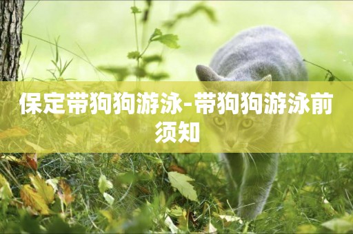 保定帶狗狗游泳-帶狗狗游泳前須知