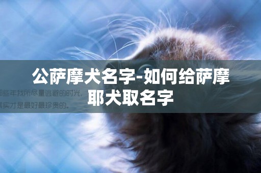 公薩摩犬名字-如何給薩摩耶犬取名字