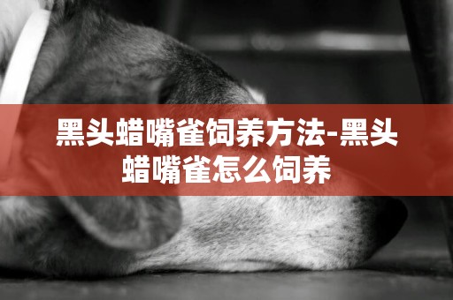 黑頭蠟嘴雀飼養方法-黑頭蠟嘴雀怎么飼養