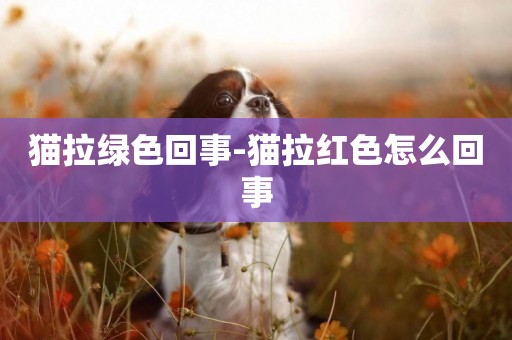 貓拉綠色回事-貓拉紅色怎么回事