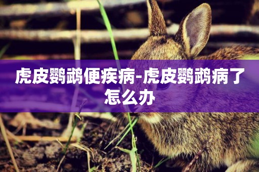 虎皮鸚鵡便疾病-虎皮鸚鵡病了怎么辦