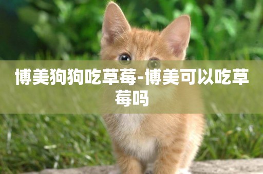 博美狗狗吃草莓-博美可以吃草莓嗎