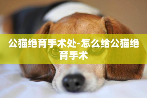 公貓絕育手術處-怎么給公貓絕育手術