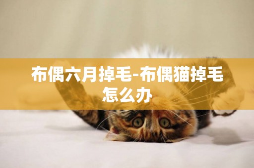 布偶六月掉毛-布偶貓掉毛怎么辦