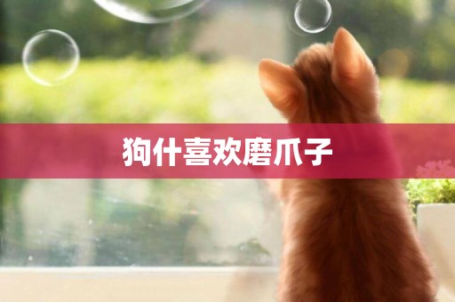 狗什喜歡磨爪子