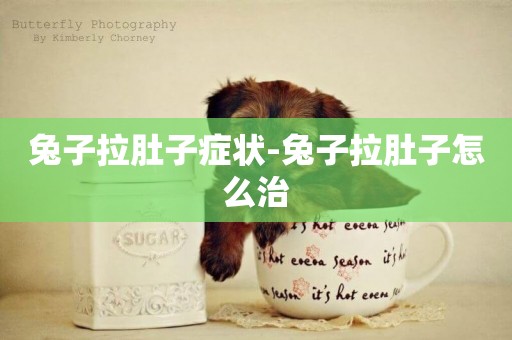 兔子拉肚子癥狀-兔子拉肚子怎么治