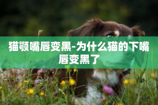 貓顎嘴唇變黑-為什么貓的下嘴唇變黑了