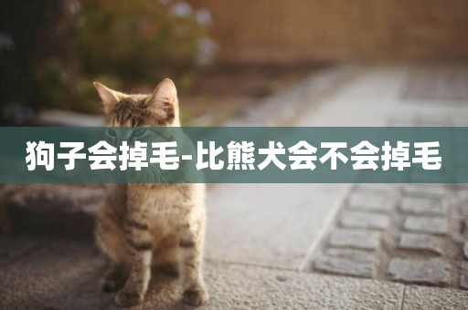 狗子會掉毛-比熊犬會不會掉毛