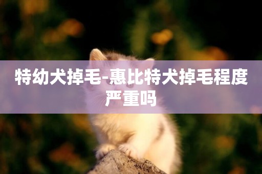 特幼犬掉毛-惠比特犬掉毛程度嚴重嗎