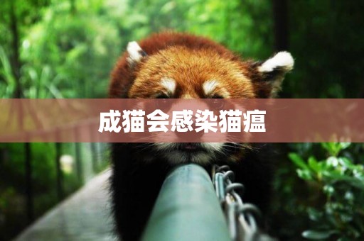 成貓會感染貓瘟
