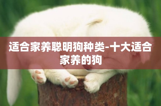 適合家養聰明狗種類-十大適合家養的狗