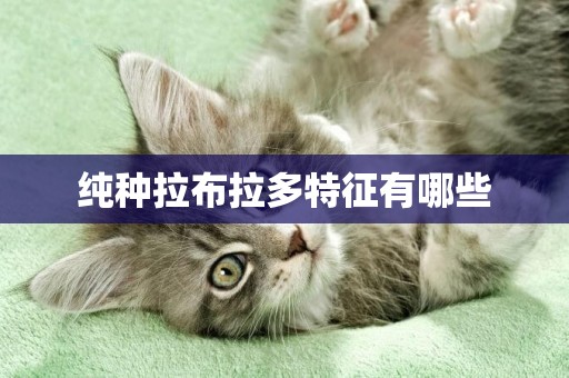 純種拉布拉多特征有哪些