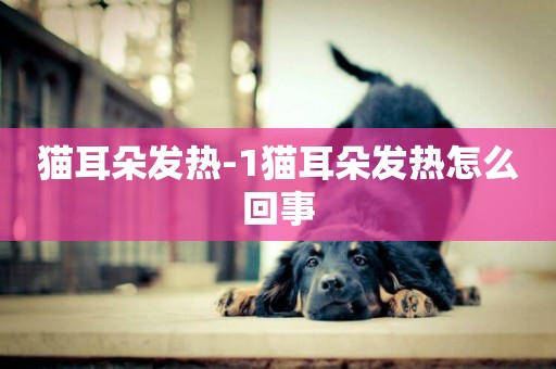 貓耳朵發熱-1貓耳朵發熱怎么回事
