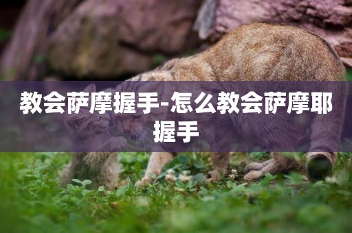 教會薩摩握手-怎么教會薩摩耶握手