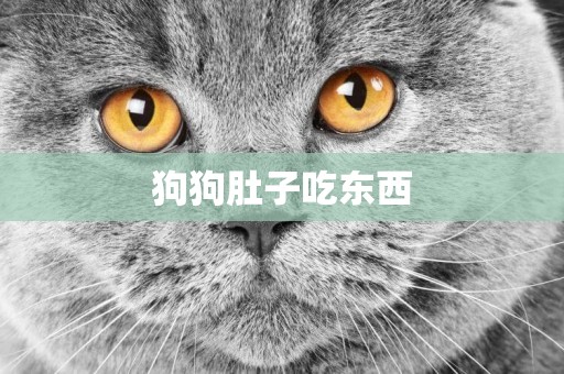 狗狗肚子吃東西