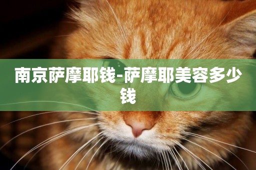南京薩摩耶錢-薩摩耶美容多少錢