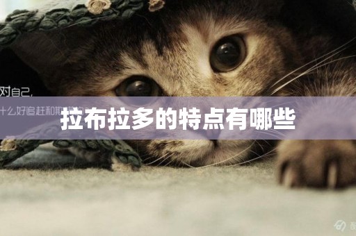 拉布拉多的特點有哪些