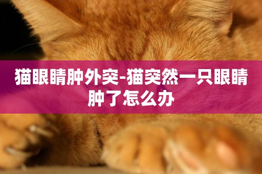 貓眼睛腫外突-貓突然一只眼睛腫了怎么辦