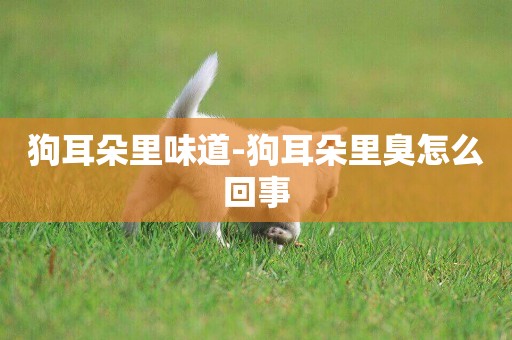 狗耳朵里味道-狗耳朵里臭怎么回事