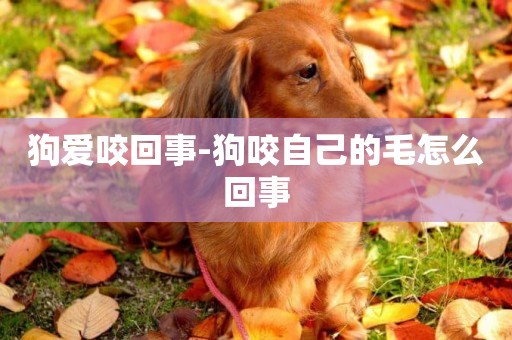 狗愛咬回事-狗咬自己的毛怎么回事